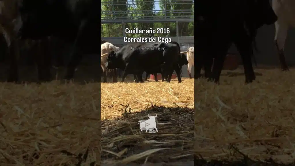 Toros descansando en los corrales del Cega | Cuéllar año 2016