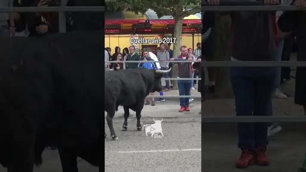 Enorme toro en Cuéllar año 2017 #shorts