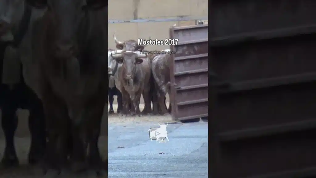 Toros indecisos en los corrales Móstoles 2017 #shorts