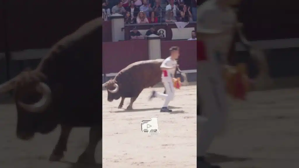 Corte muy ajustado del Guindi en las Ventas 2019 #shorts