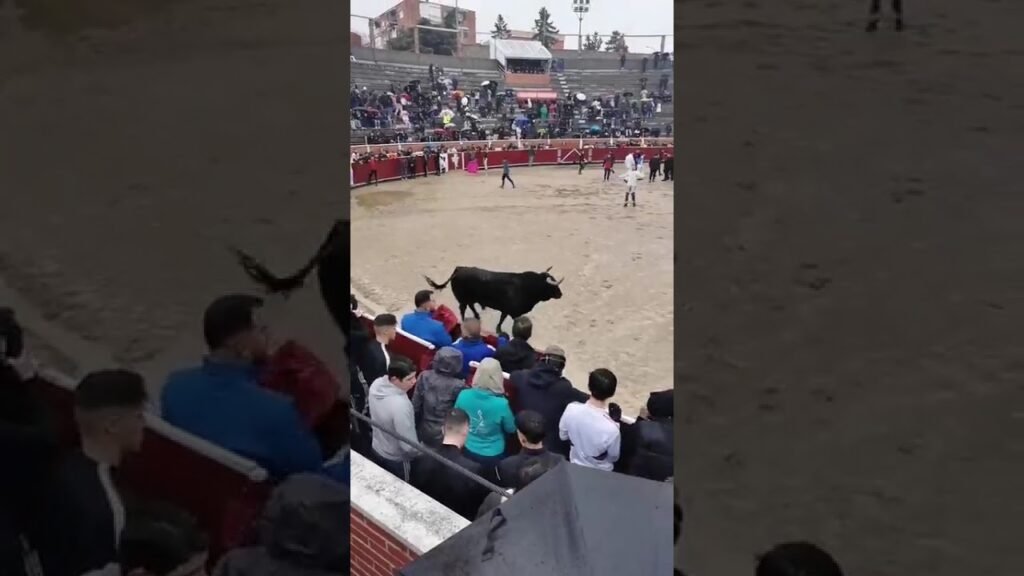 🔴 DIRECTO Encierro San Sebastián de los Reyes | Documental cultural taurino tradición Española
