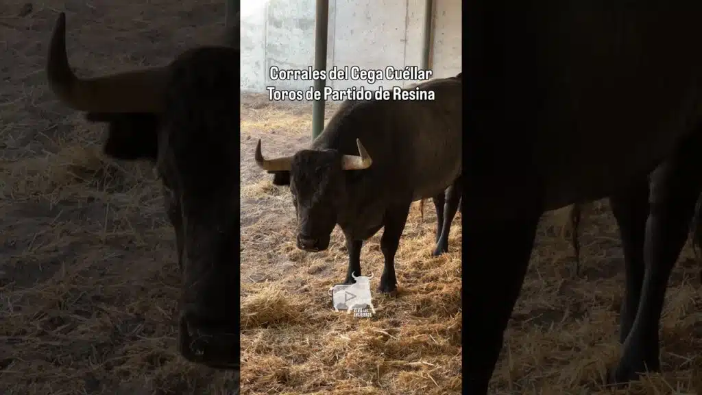 Toros de Partido de Resina Cuéllar #shorts
