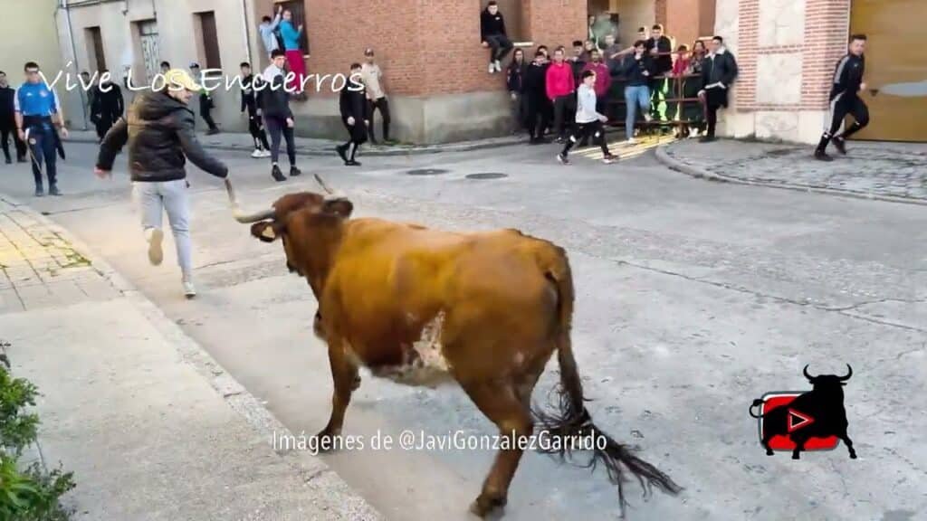 🎥 Resumen del Encierro Hontalbilla 21-02-26