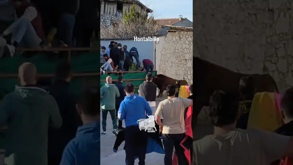 El toro le ayuda a subir a la valla en Hontalbilla #shorts