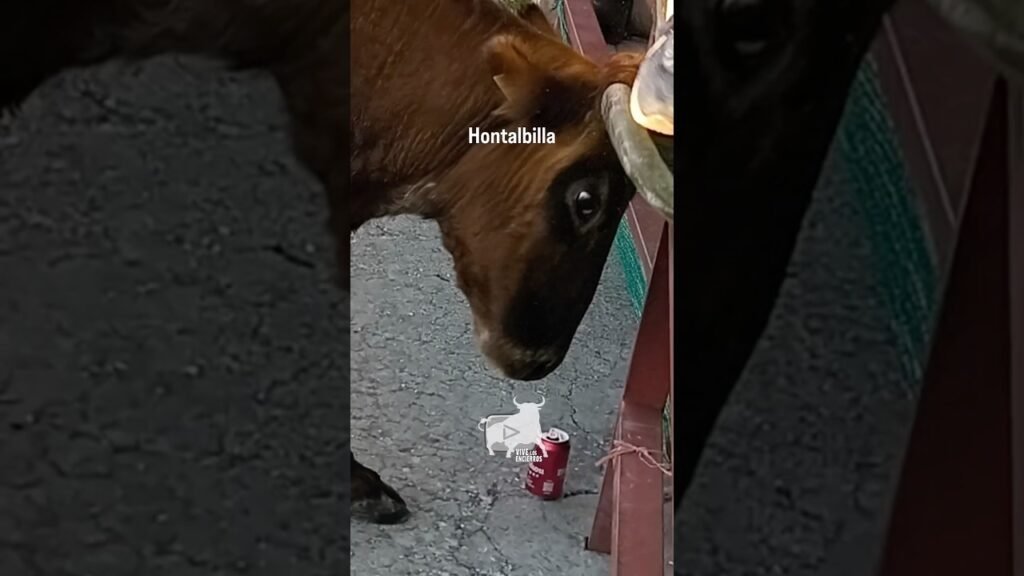 Vaca incansable en Hontalbilla Parte 5 #shorts