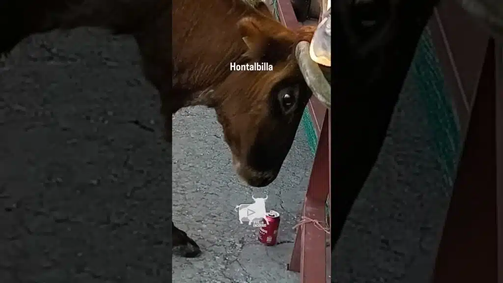 Vaca incansable en Hontalbilla Parte 5 #shorts