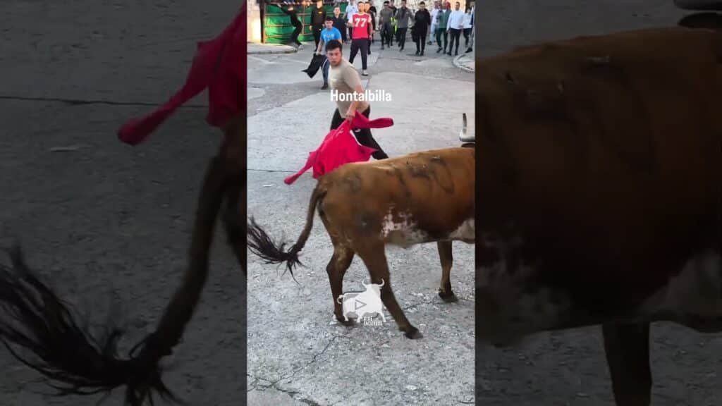 La vaca Duracell Hontalbilla #shorts