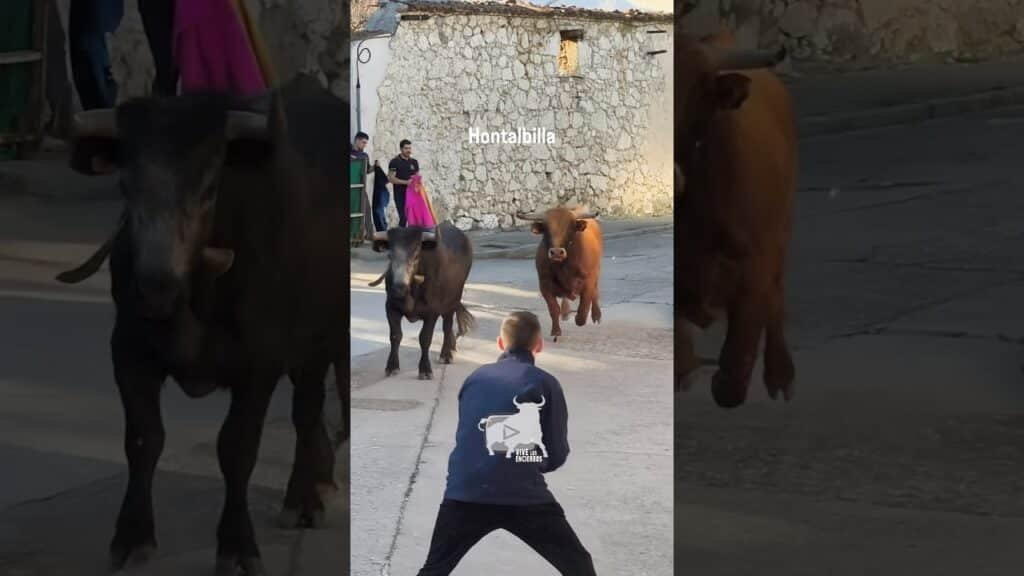 Toro arrima al vallado Hontalbilla #shorts