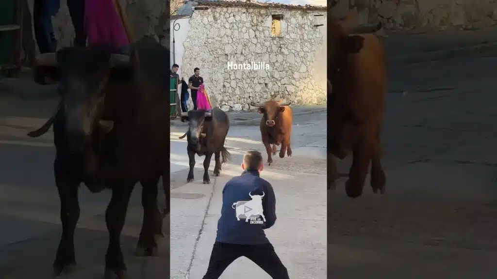 Toro arrima al vallado Hontalbilla #shorts