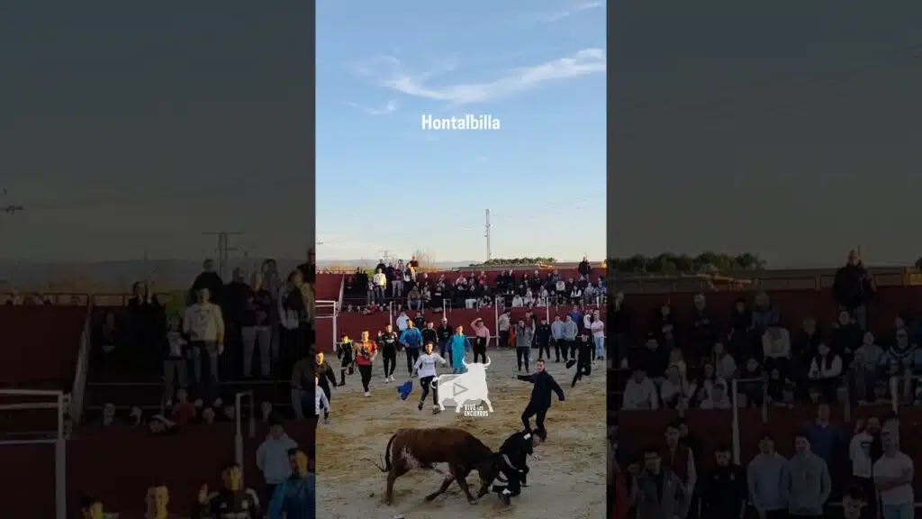 Revolcón de la vaca en Hontalbilla #shorts