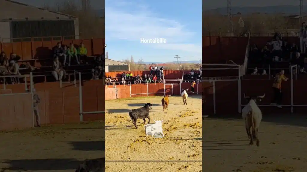 Entrada y salida de la manada Hontalbilla #shorts
