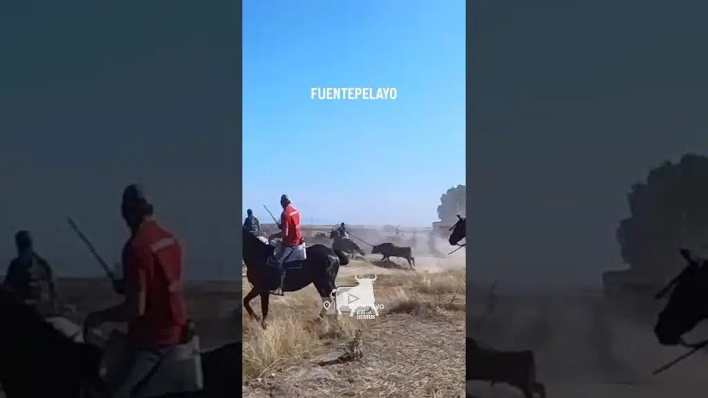 🐂 EL TORO SE ESCAPA CAMPO A TRAVES