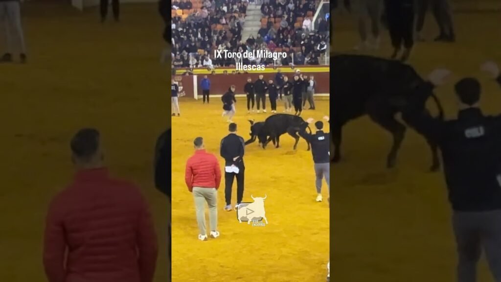 Susto con la vaca en Illescas #shorts