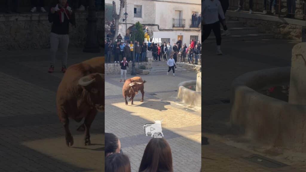 PRIMER TORO DE LA NOSTALGIA ILLANA