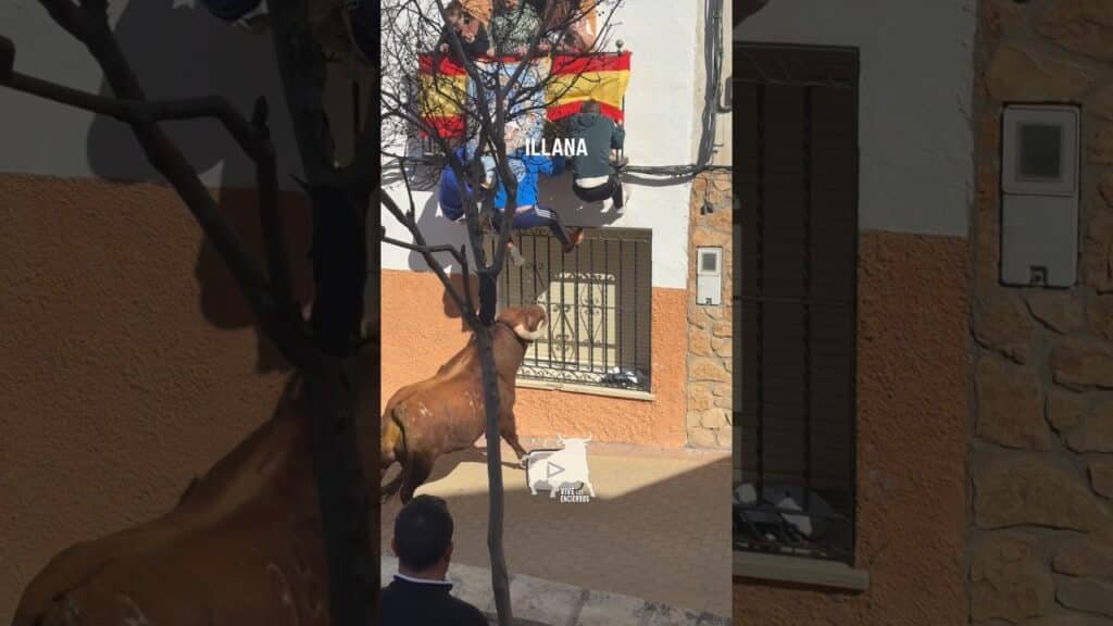 🐂 EL TORO VA A POR LOS LOS DE LA VENTANA EN ILLANA #shorts