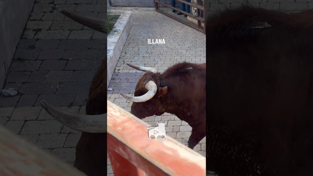 SAETA DANDO DERROTES AL REMOLQUE ILLANA #shorts