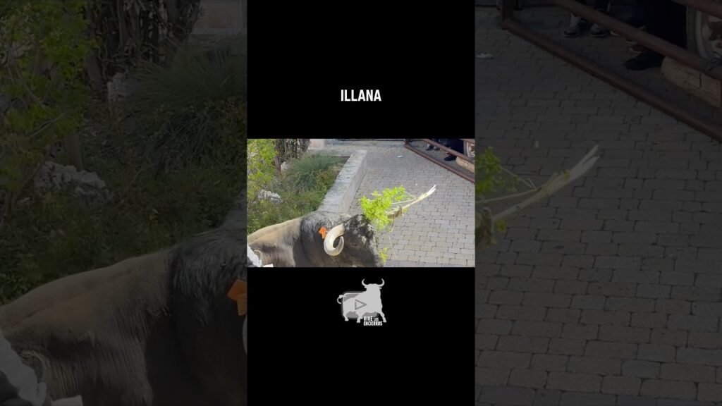 El toro con el ramo en el cuerno #shorts