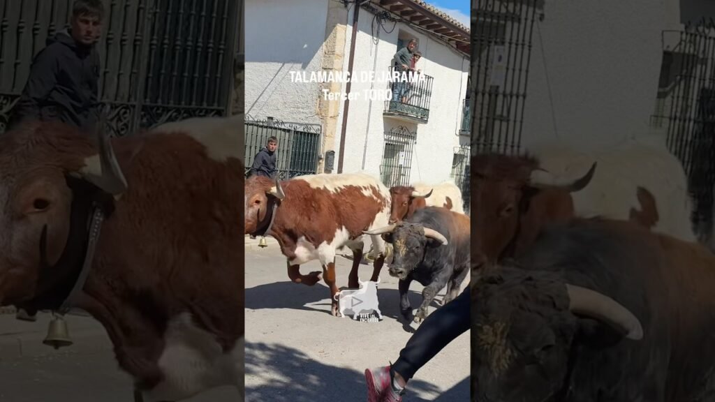 Tercer toro encierro Talamanca de Jarama #shorts