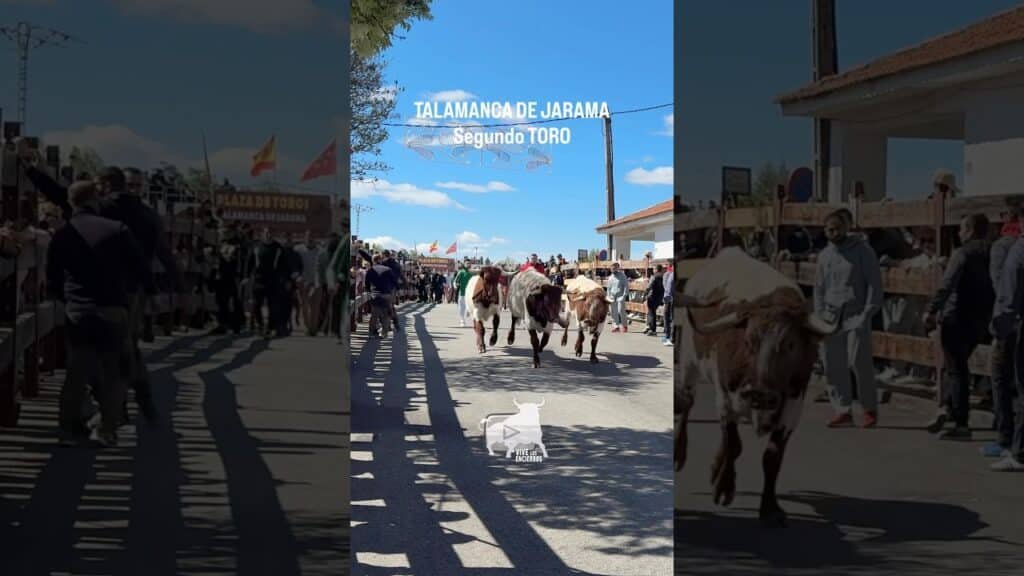Segundo toro encierro Talamanca de Jarama #shorts