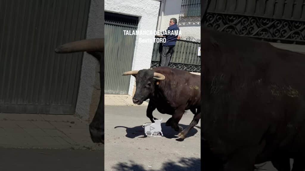 Sexto toro encierro de Talamanca de Jarama #shorts