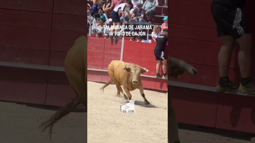 Bonito IV TORO de CAJÓN Talamanca de Jarama #shorts