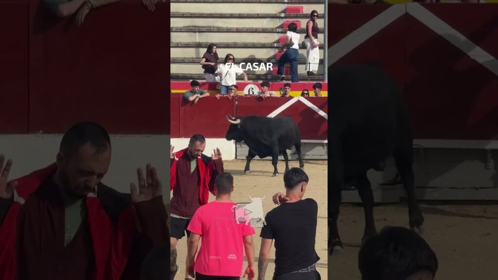 INDIO Segundo Toro ESPECTACULAR en el Casar