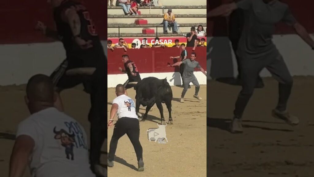 Toro de Torrestrella en El Casar #shorts