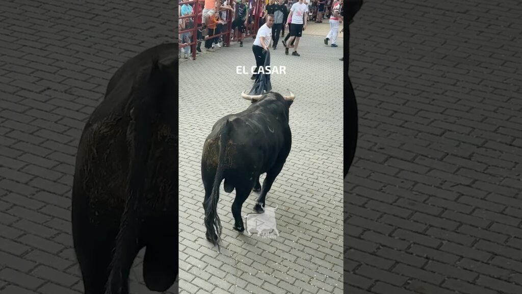 El de Torrestrella bravo y cansado en El Casar #shorts