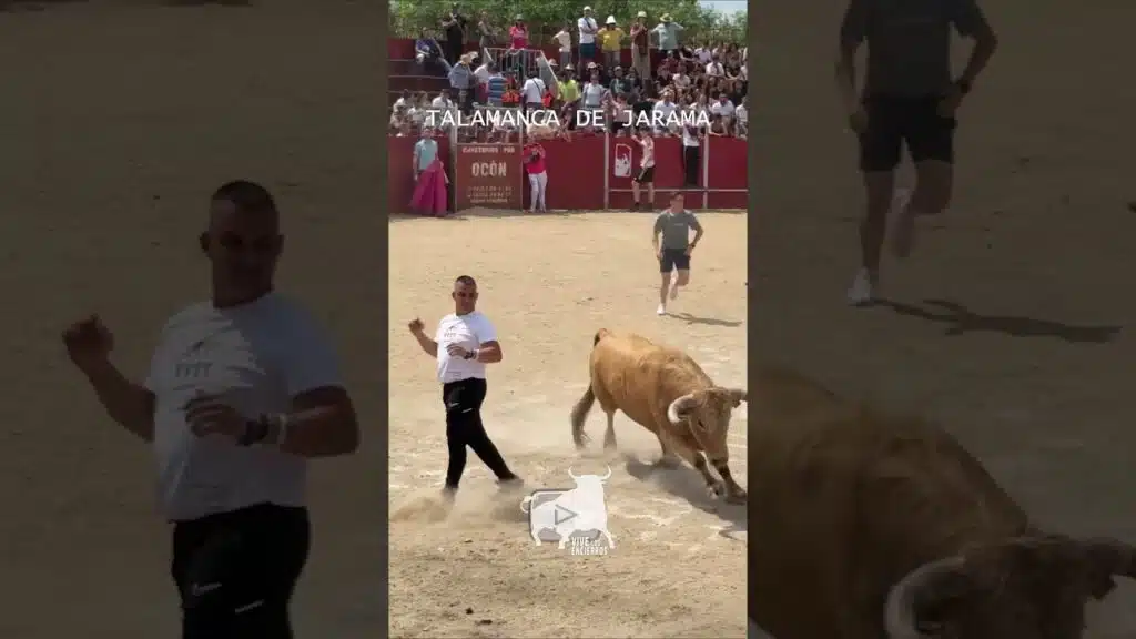 ¡Qué toro mas bonito! 💥 | Beautiful Bull in the Ring #shorts