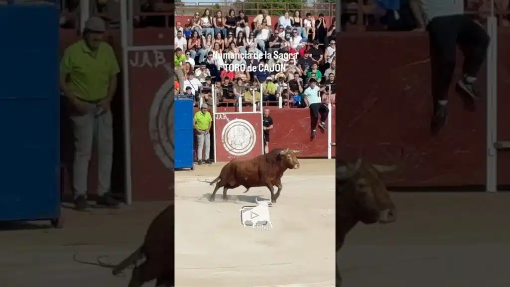 🔥 ESPECTACULAR Salida Toro de Cajón Numancia de la Sagra | SPECTACULAR Bull Release from Cage