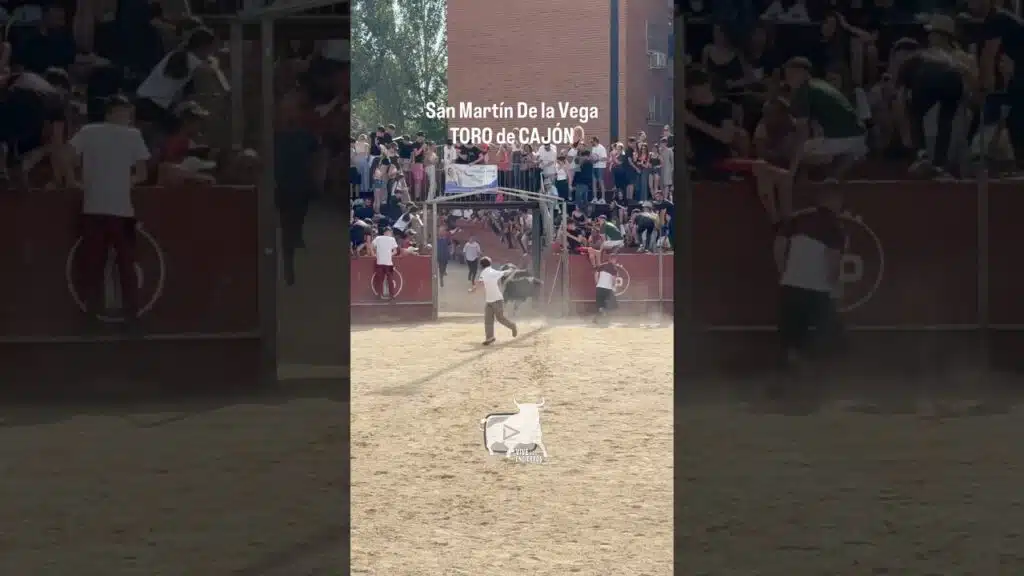 🔥 Entrada rápida del Toro a Cajón a la plaza | The bull’s rapid entry into the arena #shorts