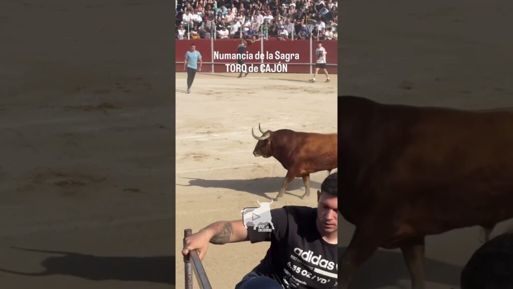 🔥 IMPRESIONANTES Primeras Carreras del Toro a Cajón | IMPRESSIVE First Bull Races in a Box #shorts