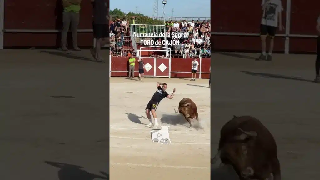 🐂 Cortes muy AJUSTADOS a este toro de Cajón | Very tight cuts on this bull from the box #shorts