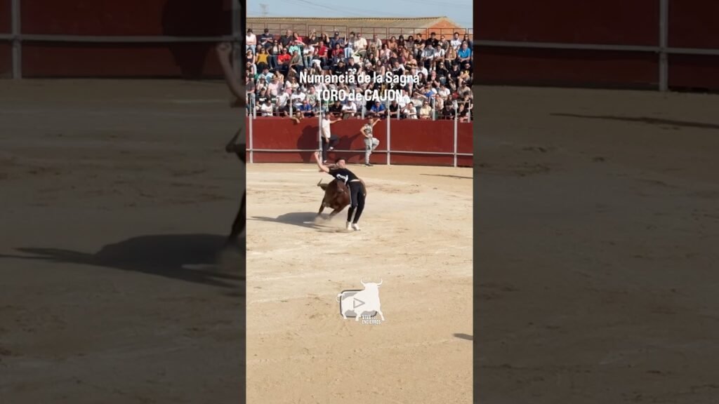 🥵 El Toro le ENGANCHA por la manga | The bull catches him by the sleeve #shorts