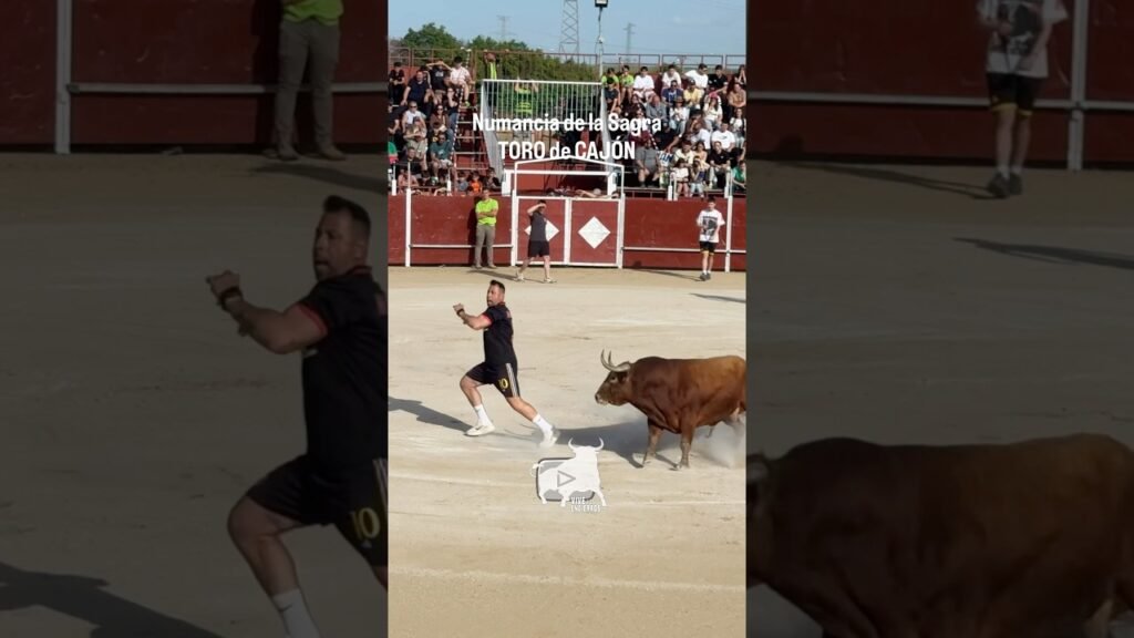 🔥🐂 MEJORES Cortes al Toro de Cajón Numancia de la Sagra | The BEST Cuts from the Bull in the Box