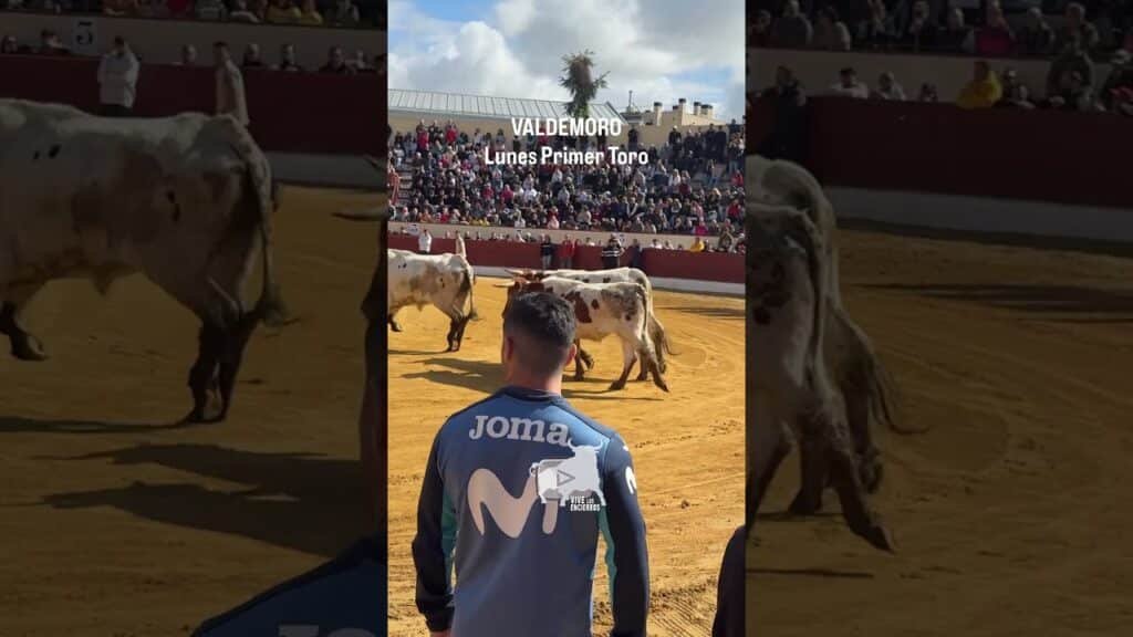 🔥¡EMOCIONANTE! La entrada del primer toro en Valdemoro | EXCITING! The entrance of the first bull