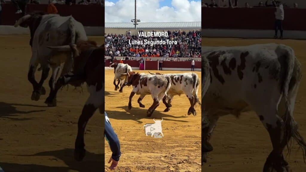 🐂 ¡Entrada rápida del segundo! | Quick entry of the second! Valdemoro #shorts