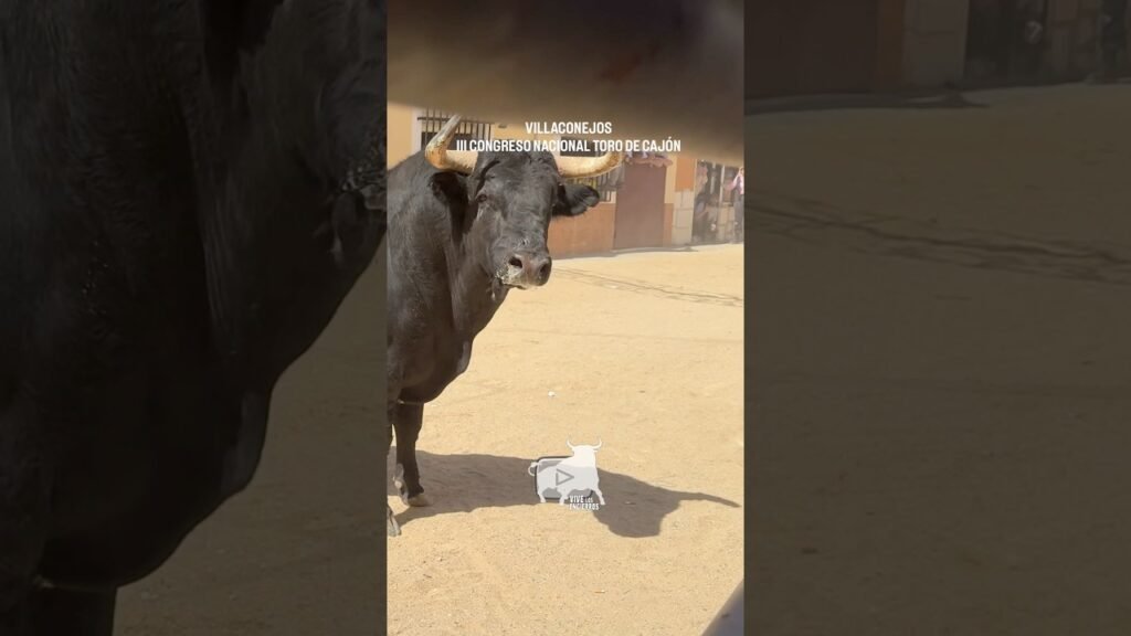 🔥 Octavo ENORME Toro de Cajón Villaconejos | Eighth HUGE Bull of Cajón #shorts