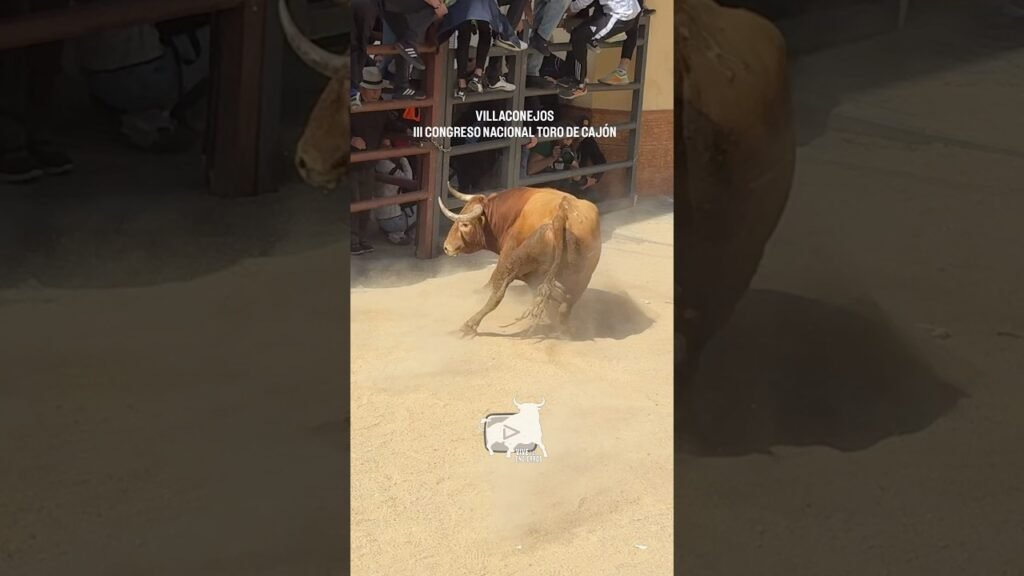 Salida del séptimo TORO de CAJÓN Villaconejos #shorts