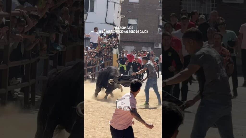 Chaquetazo al octavo toro de cajón Villaconejos #shorts