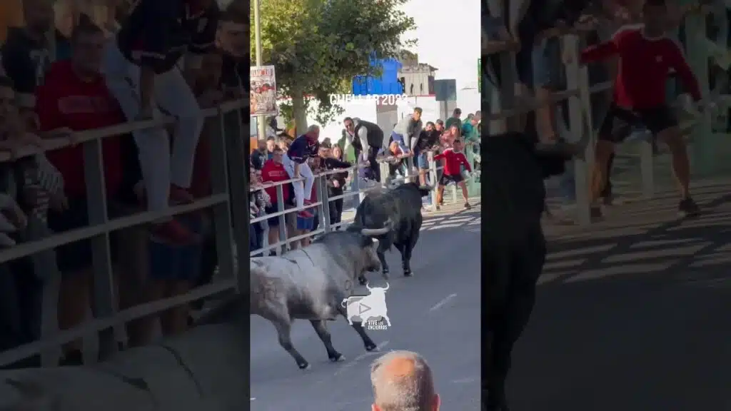 🔥🐂 CHOQUE VIOLENTO ENTRE TITANES | VIOLENT CLASH BETWEEN TITANS #shorts