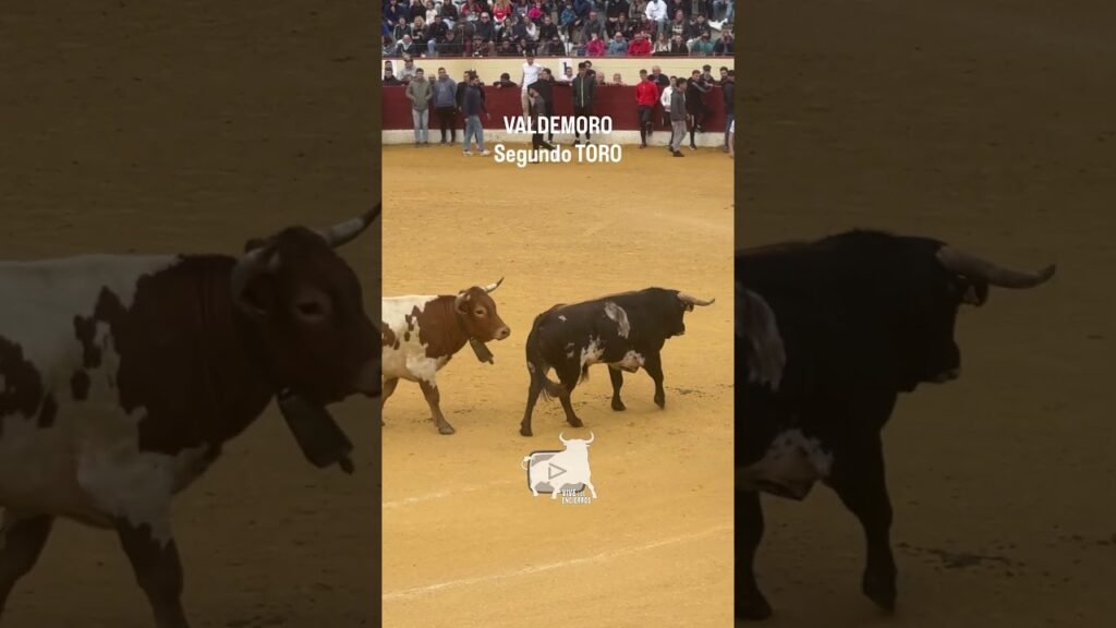🔥 Segundo TORO muy arropado Valdemoro | Second bull, very well protected, Valdemoro #shorts
