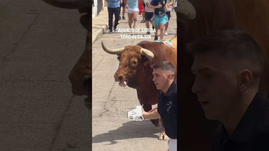 ¡MAS DE 700 Kg de TORO!