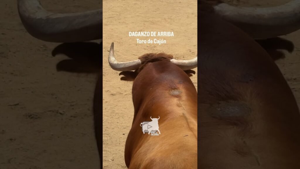 Toro a cajon en Daganzo de Arriba 2026 - HURACÁN una BESTIA con cuernos