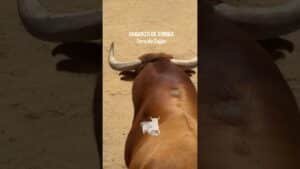 Toro a cajon en Daganzo de Arriba 2026 - HURACÁN una BESTIA con cuernos