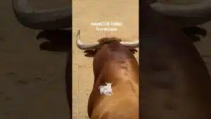 Toro a cajon en Daganzo de Arriba 2026 - HURACÁN una BESTIA con cuernos