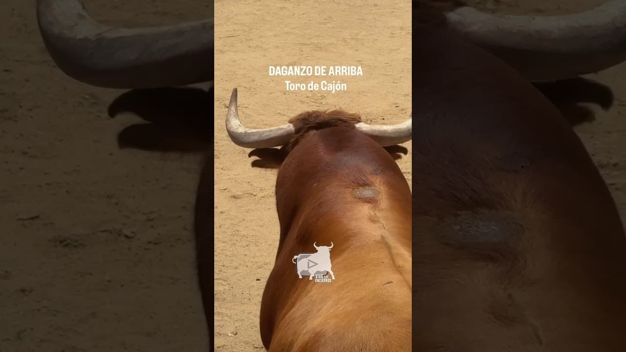 Toro a cajon en Daganzo de Arriba 2026 - HURACÁN una BESTIA con cuernos