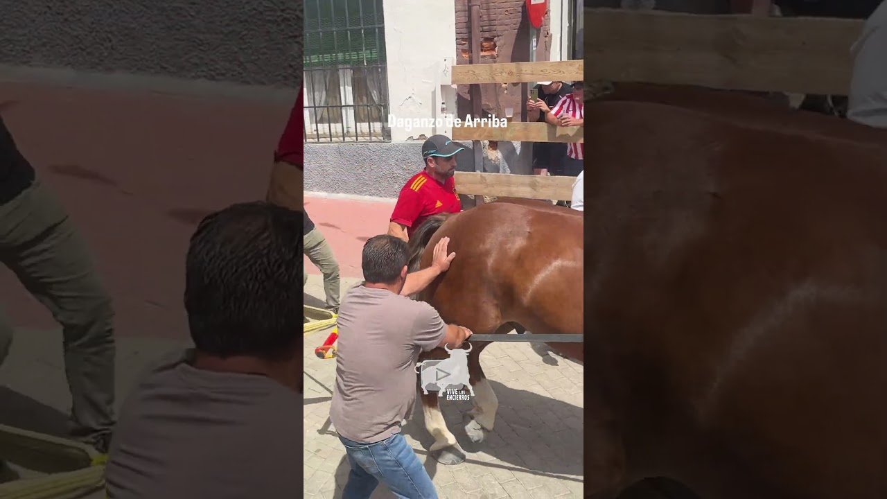Toro a cajón en Daganzo de Arriba 2026 - HURACÁN es REMOLCADO a CABALLO