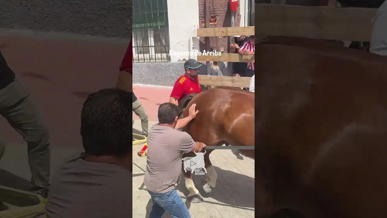 Toro a cajón en Daganzo de Arriba 2026 - HURACÁN es REMOLCADO a CABALLO