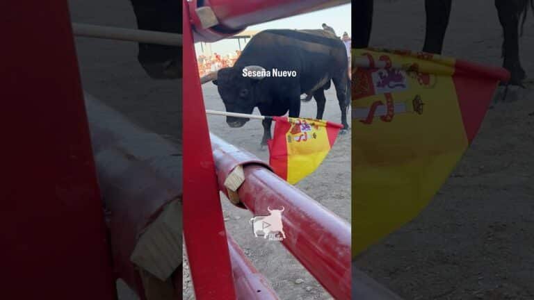 Encierro en Seseña Nuevo 2026 - Con una bandera reconduce a este toro